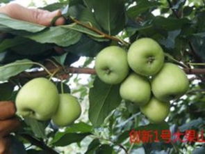 如何选购优质梨型山楂苗 价格、厂家与选购技巧全攻略