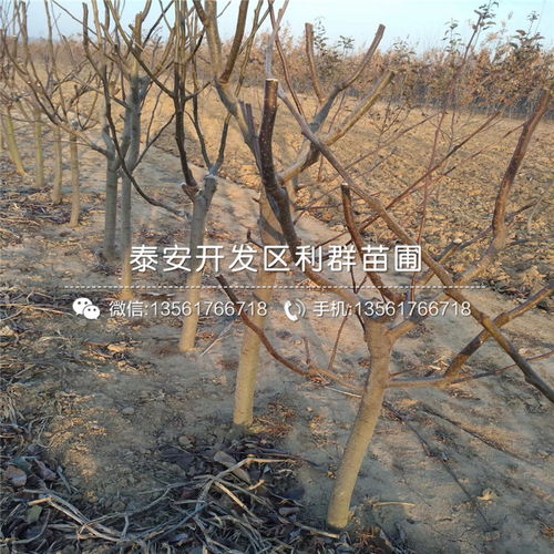 【喜水梨苗批发多少钱】- 