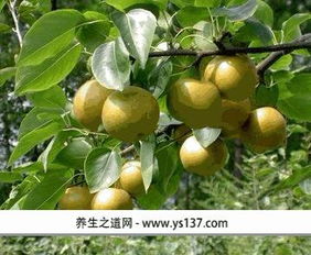 秦皇岛青龙满族自治县特产青龙安梨简介