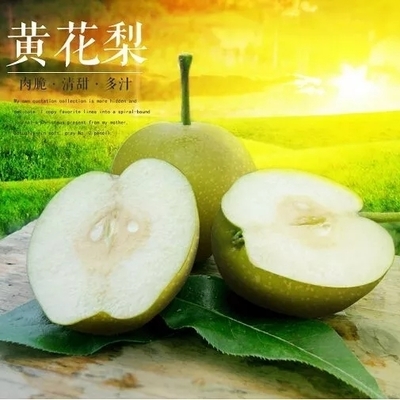 纳尼!贫困户种出了&ldquo;金砖梨&rdquo;?!