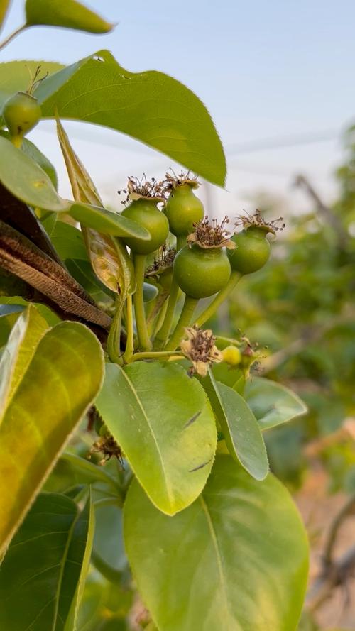 梨的小时候